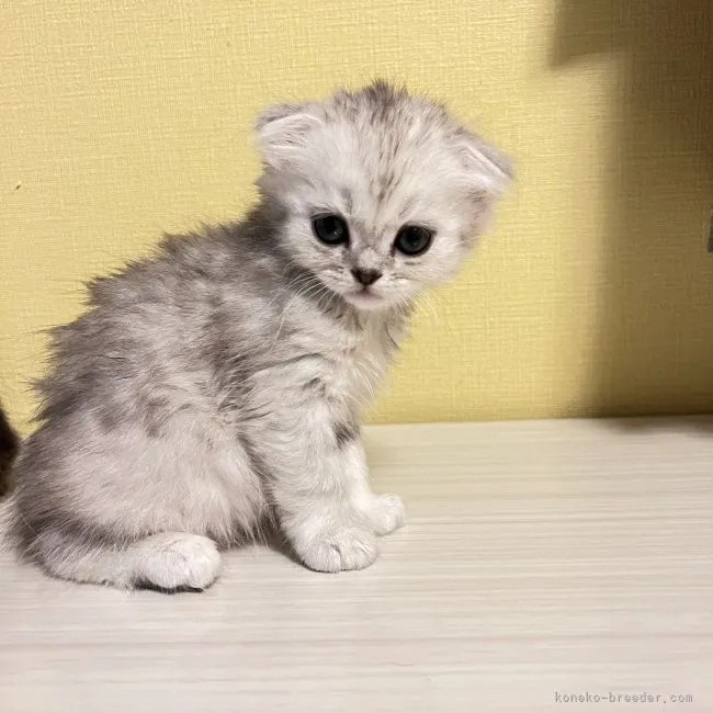 ID:2206-00573の子猫