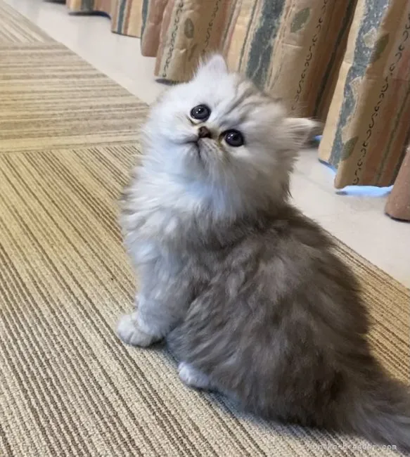 T.H 様のお迎えした子猫