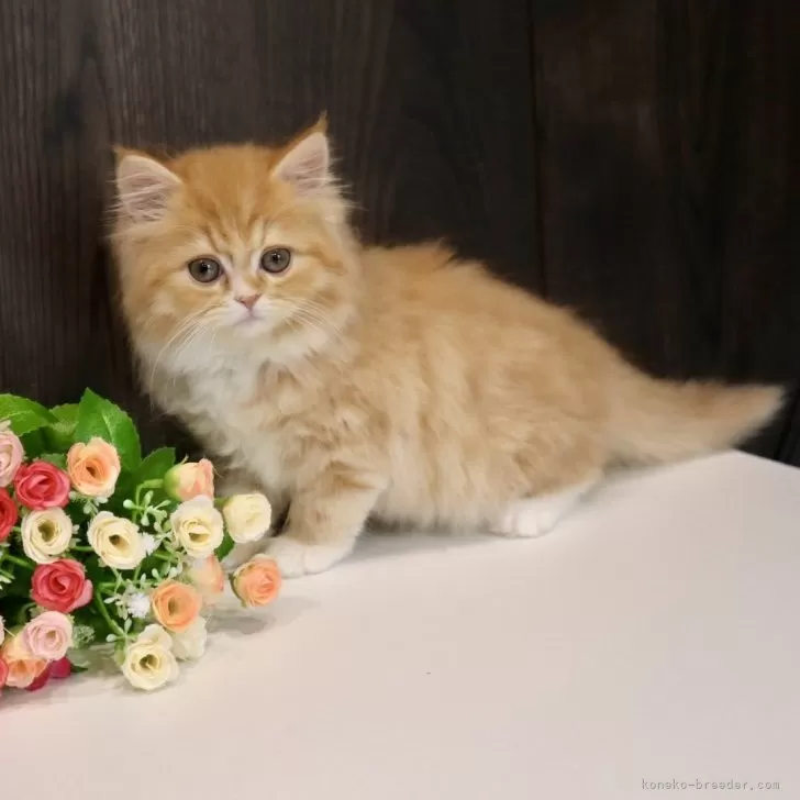 ID：2406-02613の子猫
