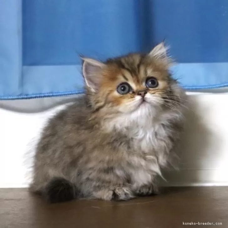 ID:2409-01478の子猫