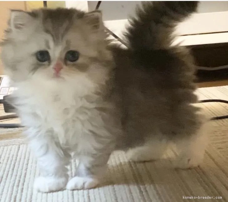 ID:2107-02086の子猫