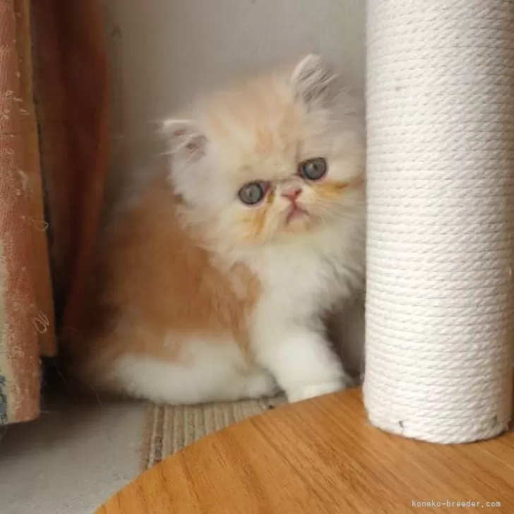 ID：2409-00569の子猫