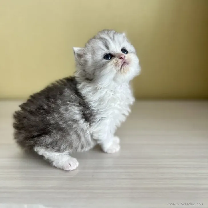 ID：2305-01406の子猫