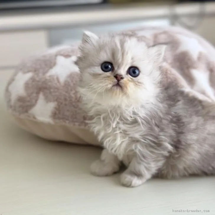 ID:2301-01281の子猫