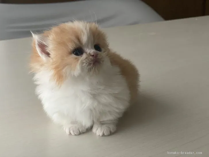 ID:2101-00138の子猫