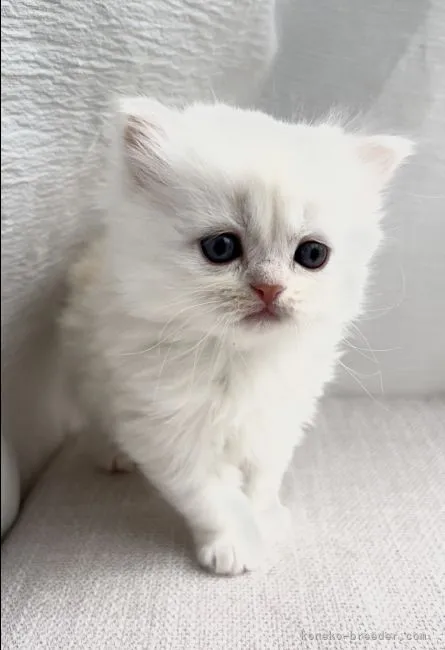 ID:2111-01858の子猫