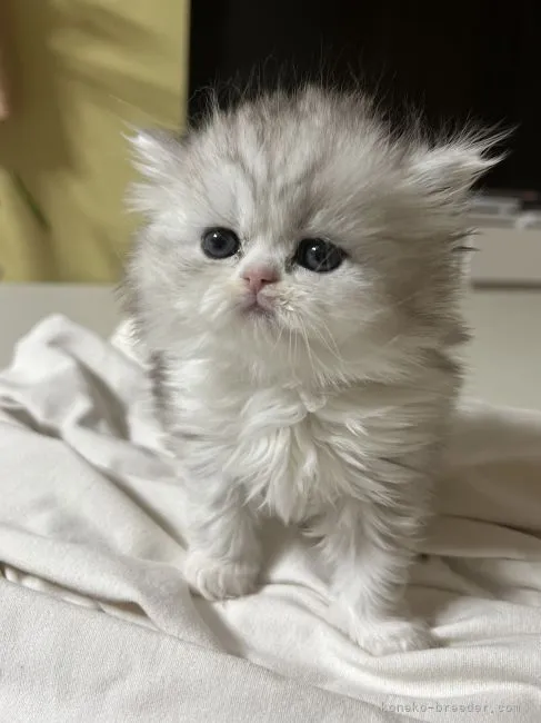 ID：2111-02214の子猫