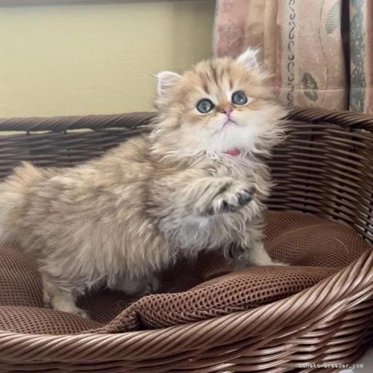 めい 様のお迎えした子猫