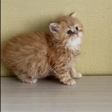 ミヌエット(長足)【広島県・男の子・2022年11月23日・レッドタビー（ロング）】の写真「温厚な子です」