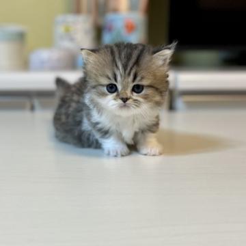 ミヌエット(短足)【広島県・男の子・2022年7月18日・ブラウンタビー&ホワイト（ロング）】の写真「お顔の毛量が多い短足くん！」