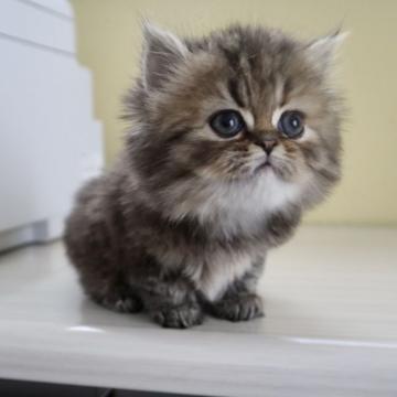 ミヌエット(長足)【広島県・女の子・2022年5月26日・シェーデッドゴールデントーティシェル（ロング）】の写真「やさしい女の子」