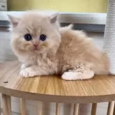 ミヌエット(長足)【広島県・女の子・2024年10月1日・クリームタビー】の写真1