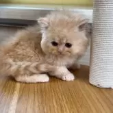 ミヌエット(長足)【広島県・女の子・2024年10月1日・クリームタビー】の写真2