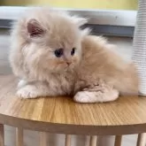 ミヌエット(長足)【広島県・女の子・2024年10月1日・クリームタビー】の写真4