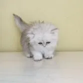 ペルシャ(チンチラ)【広島県・女の子・2022年9月8日・チンチラシルバー】の写真4「10／22撮影」