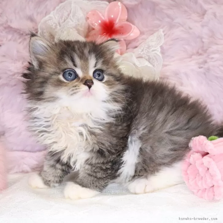 ID:2507-00511の子猫