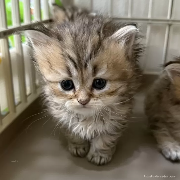 ID：2508-02389の子猫