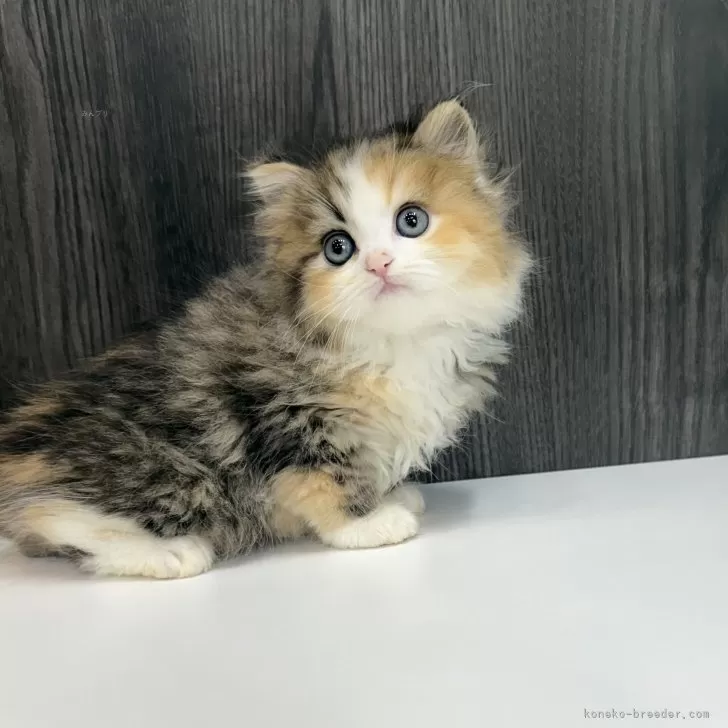 ID:2504-03398の子猫