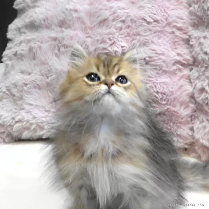 ペルシャ(チンチラ)【広島県・男の子・2025年7月24日・チンチラゴールデン】の写真1