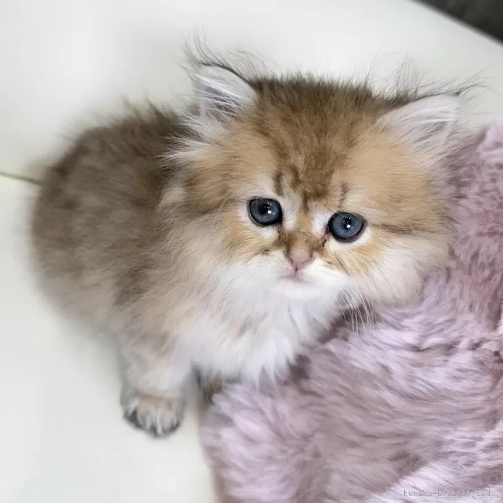 ID:2508-03274の子猫