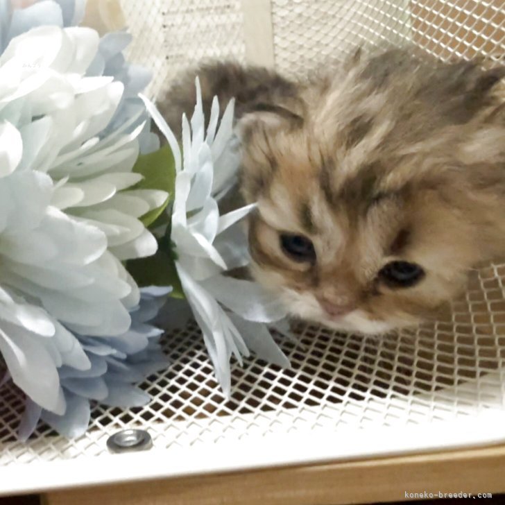 ブリーダー画像
