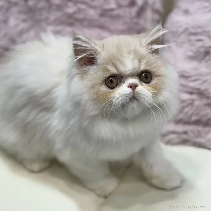 ミヌエット(長足)【広島県・女の子・2025年8月12日・カメオタビー&amp;ホワイト】の写真1