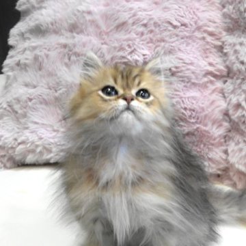 ペルシャ(チンチラ)【広島県・男の子・2025年7月24日・チンチラゴールデン（ロング）】の写真「生後三か月で８００ｇのこぶりくん遺伝子４項目クリア」