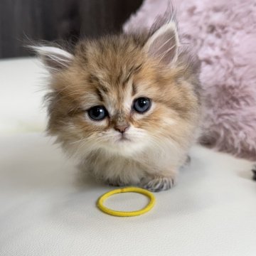 ペルシャ(チンチラ)【広島県・女の子・2025年7月24日・チンチラゴールデン（ロング）】の写真「きいろちゃんです」