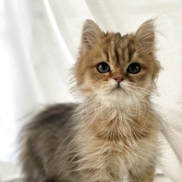ペルシャ(チンチラ)【広島県・男の子・2025年7月24日・チンチラゴールデン（ロング）】の写真「ちっこい猫ちゃんはいかが？遺伝子４項目クリア」