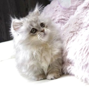 ミヌエット(短足)【広島県・男の子・2025年8月7日・シェーデッドシルバー(ロング)】の写真「小ぶりな短足くん」