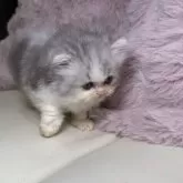 ミヌエット(長足)