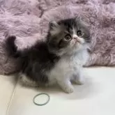 ペルシャ