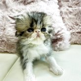 ペルシャ(チンチラ)