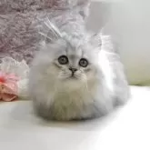 ミヌエット(短足)