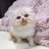 ミヌエット