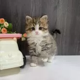 ミヌエット(長足)
