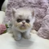 ミヌエット(長足)