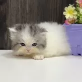 ミヌエット(長足)