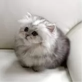 ミヌエット(短足)【広島県・男の子・2025年2月20日・シルバータビー】の写真1