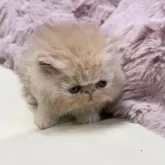 ミヌエット(長足)