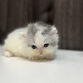 ミヌエット