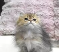 ペルシャ(チンチラ)【広島県・男の子・2025年7月24日・チンチラゴールデン】の写真2