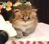 ペルシャ(チンチラ)【広島県・男の子・2024年12月3日・チンチラゴールデン】の写真2