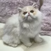 ミヌエット(長足)【広島県・女の子・2025年8月12日・カメオタビー&ホワイト】の写真2