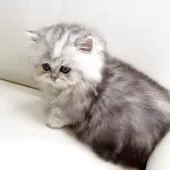 ミヌエット(短足)【広島県・男の子・2025年2月20日・シルバータビー】の写真3