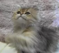 ペルシャ(チンチラ)【広島県・男の子・2025年7月24日・チンチラゴールデン】の写真6