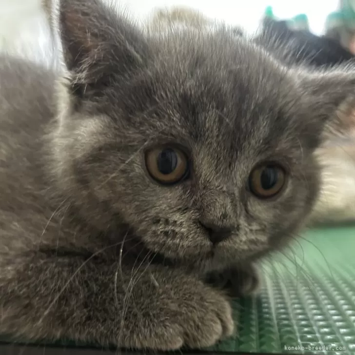 ID：2403-02662の子猫