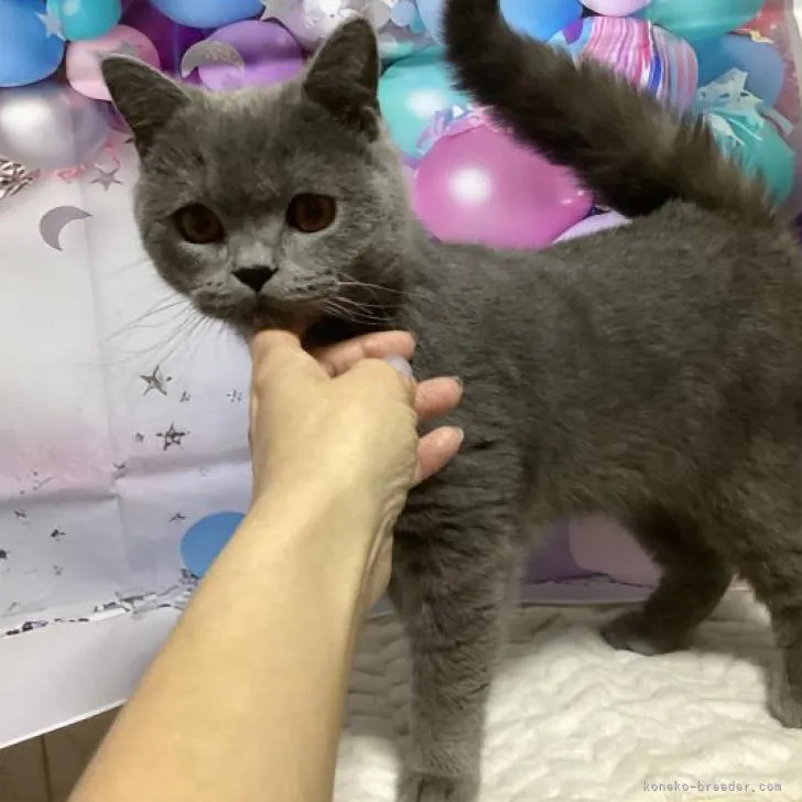 ID：2211-00690の子猫