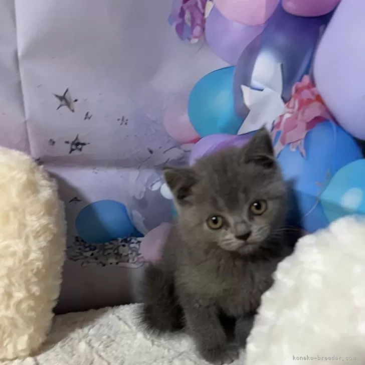 ID：2411-00001の子猫