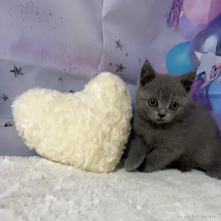 ID:2411-00576の子猫